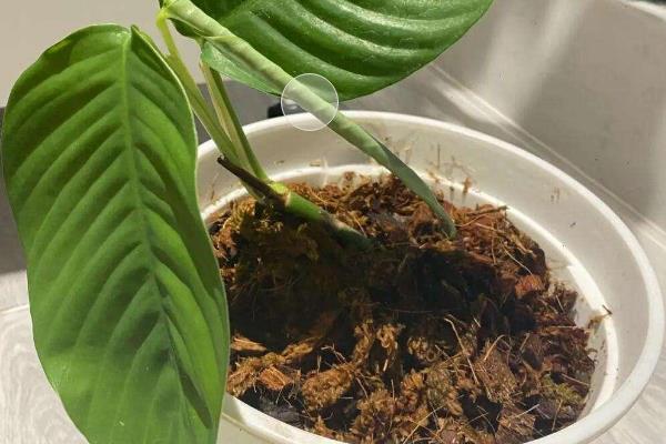 火鹤王花烛的养殖方法，适生长湿度在50%-80%之间
