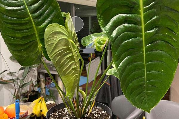 火鹤王花烛的养殖方法，适生长湿度在50%-80%之间