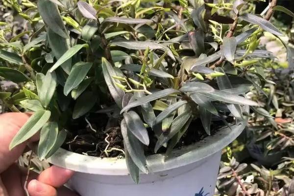 铁皮石斛的种植注意事项，浇灌的水选择地下水或者山泉水