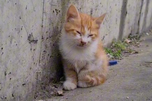 猫咪不吃东西是什么原因，可能是身体不适或消化不良等