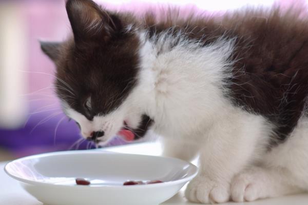 猫咪不吃东西是什么原因，可能是身体不适或消化不良等
