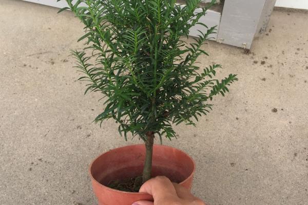 怎么养红豆杉树苗，适宜生长在湿润的环境中