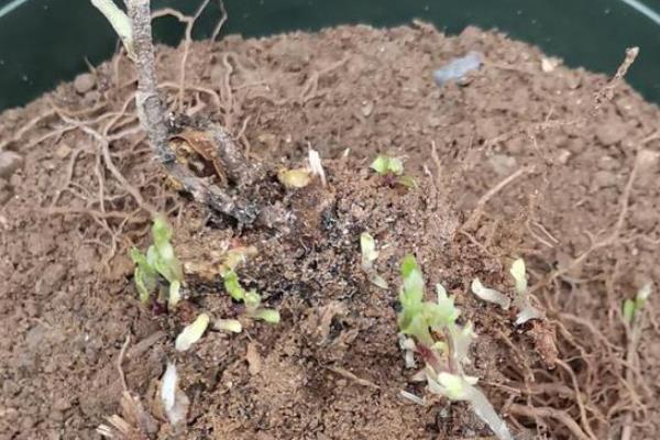 菊花如何繁殖，可扦插、分株和压条繁殖
