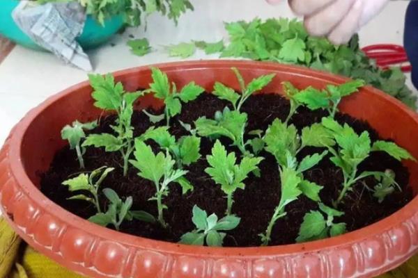 菊花如何繁殖，可扦插、分株和压条繁殖