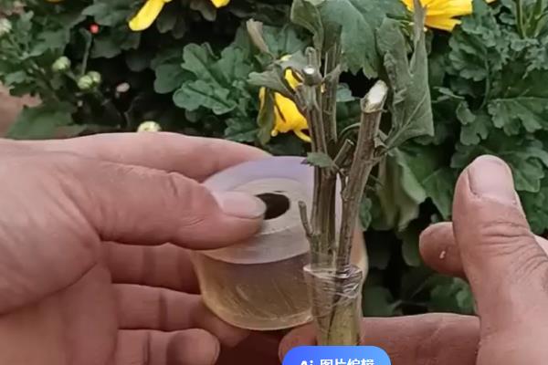 菊花如何繁殖，可扦插、分株和压条繁殖