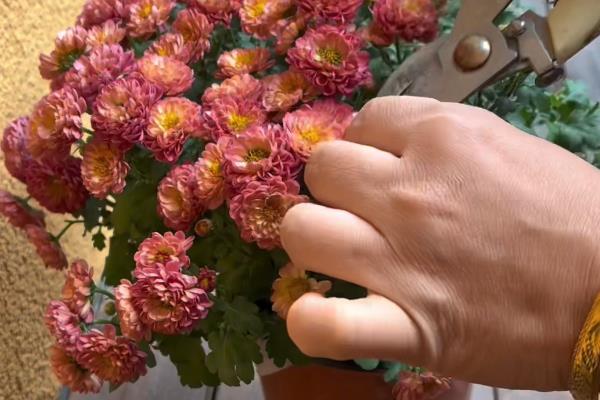 菊花如何繁殖，可扦插、分株和压条繁殖