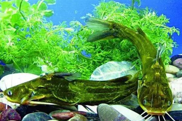黄颡鱼的生活习性，生存水温范围为1-38℃