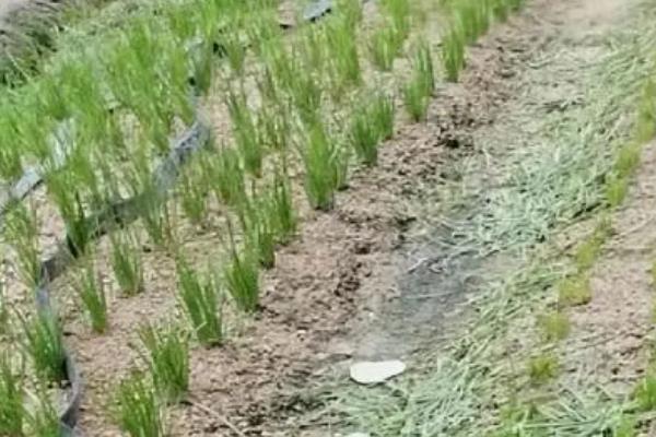10年的老韭菜根还可以移栽吗，是可以移栽的