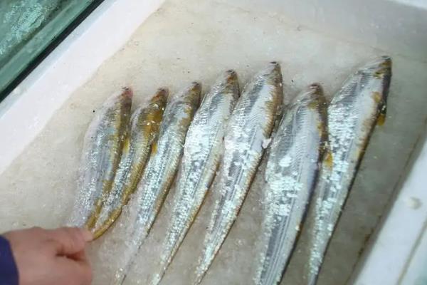 刀鱼和带鱼的区别，科属、颜色、体型等方面均不同