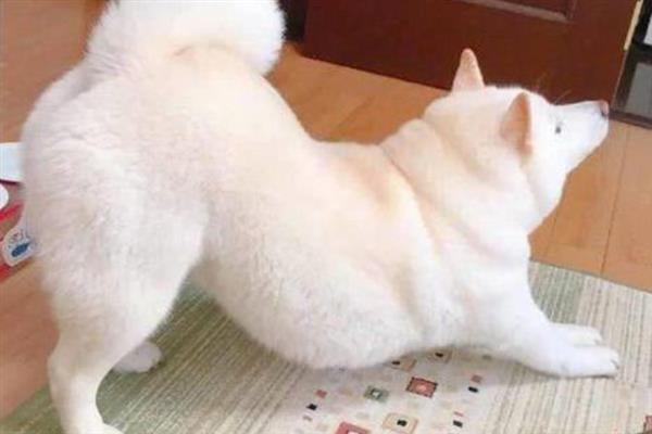 狗狗老撅屁股的原因，可能是在伸懒腰或腹部疼痛等