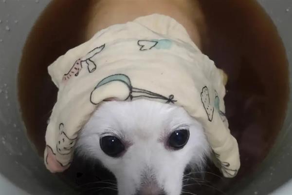 狗狗老撅屁股的原因，可能是在伸懒腰或腹部疼痛等