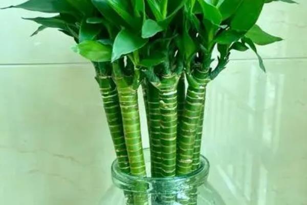 龙竹养几根好，根据花瓶的大小选择根数
