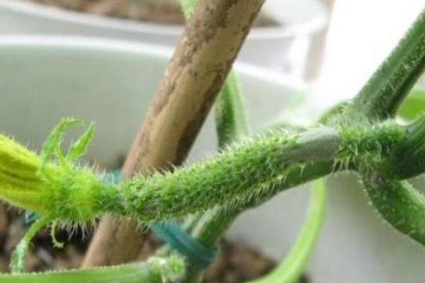 黄瓜秧需要掐尖劈侧枝吗，黄瓜秧需要掐尖劈侧枝
