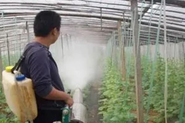 黄瓜秧需要掐尖劈侧枝吗，黄瓜秧需要掐尖劈侧枝