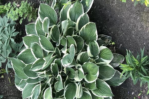 白脉椒草的花语，寓意生机勃勃、耐心细心等