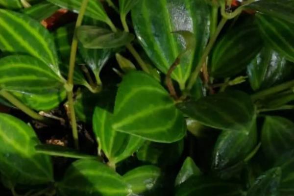 白脉椒草的花语，寓意生机勃勃、耐心细心等