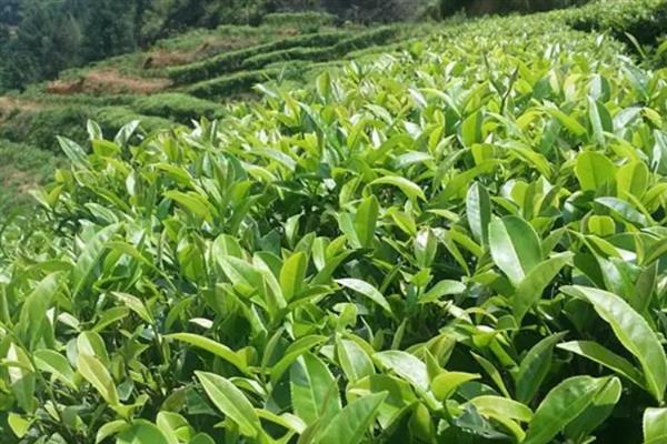 漳平水仙茶有什么特点，茶叶较厚呈乌绿色、富含水分、茶汤呈金黄色等颜色