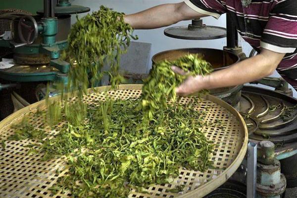 漳平水仙茶有什么特点，茶叶较厚呈乌绿色、富含水分、茶汤呈金黄色等颜色