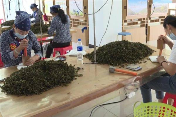 漳平水仙茶有什么特点，茶叶较厚呈乌绿色、富含水分、茶汤呈金黄色等颜色