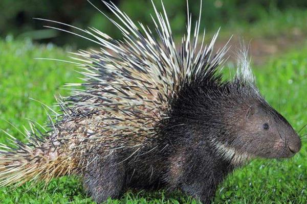 小豪猪能长多大，通常个体重14公斤左右