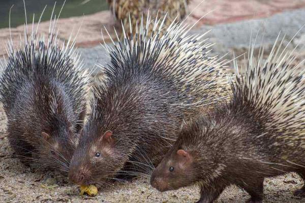 小豪猪能长多大，通常个体重14公斤左右