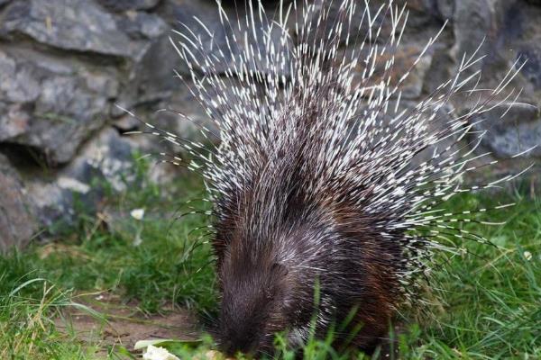 小豪猪能长多大，通常个体重14公斤左右