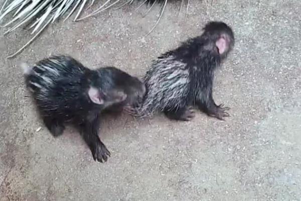 小豪猪能长多大，通常个体重14公斤左右