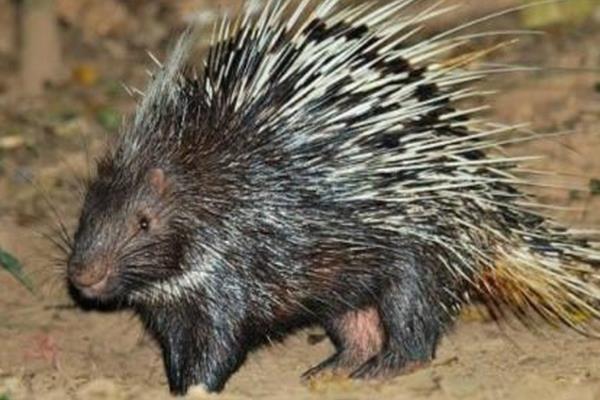 小豪猪能长多大，通常个体重14公斤左右