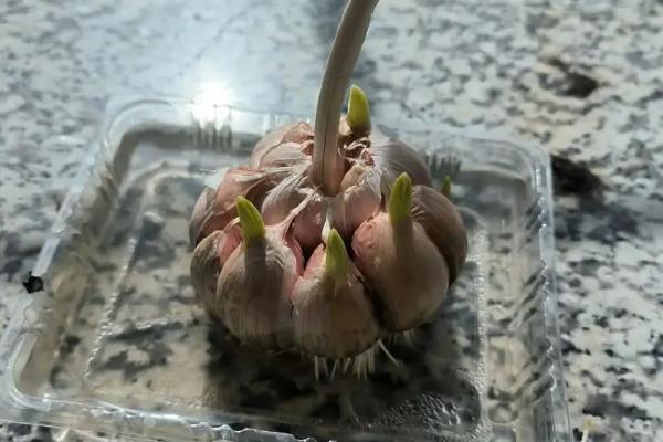 蒜苗什么时候种植,通常在春秋两季节种植