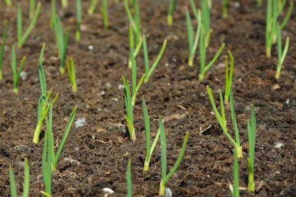 蒜苗什么时候种植,通常在春秋两季节种植