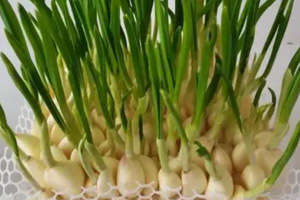 蒜苗什么时候种植,通常在春秋两季节种植