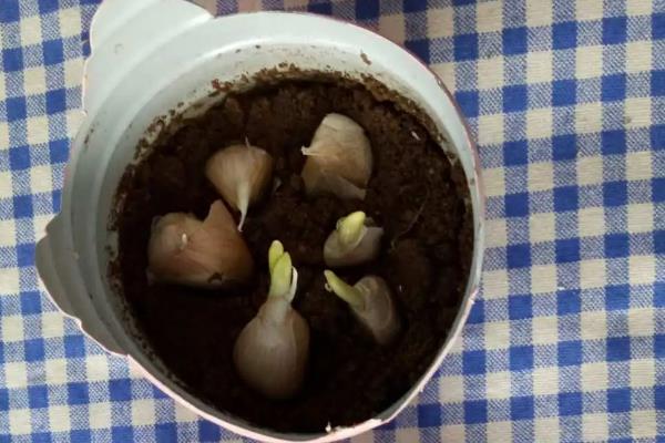 蒜苗什么时候种植,通常在春秋两季节种植