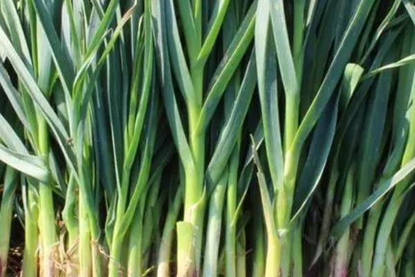 蒜苗什么时候种植,通常在春秋两季节种植