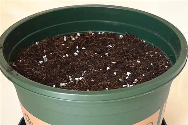 怎么土培铜钱草,土壤厚度只需在5厘米左右即可