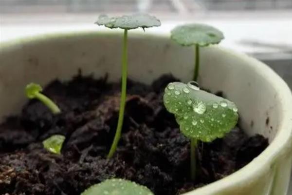 怎么土培铜钱草,土壤厚度只需在5厘米左右即可