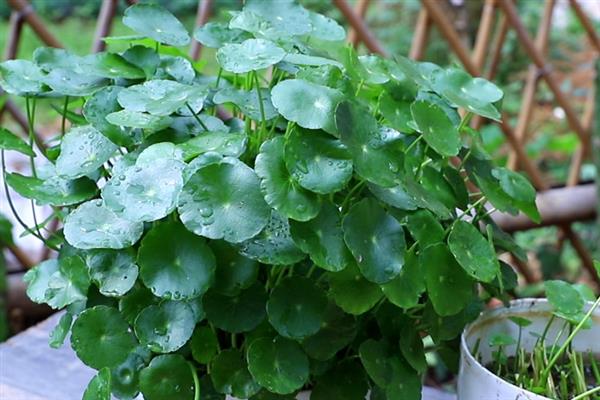 怎么土培铜钱草,土壤厚度只需在5厘米左右即可