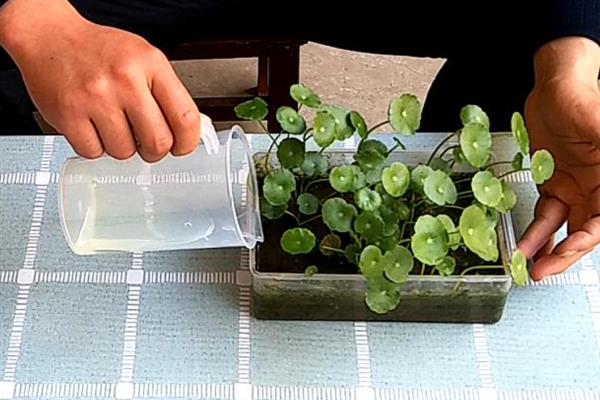 怎么土培铜钱草,土壤厚度只需在5厘米左右即可