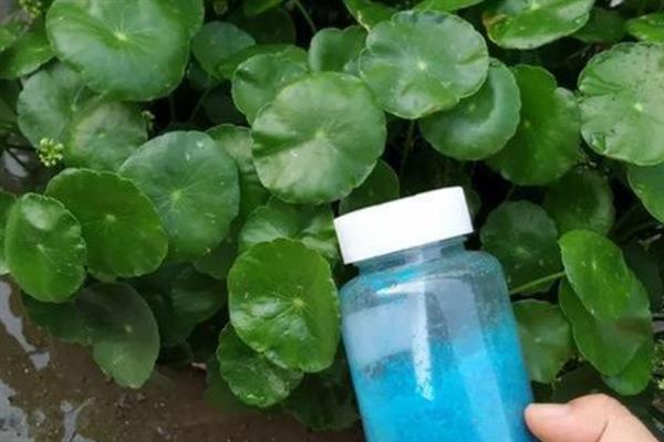 怎么土培铜钱草,土壤厚度只需在5厘米左右即可