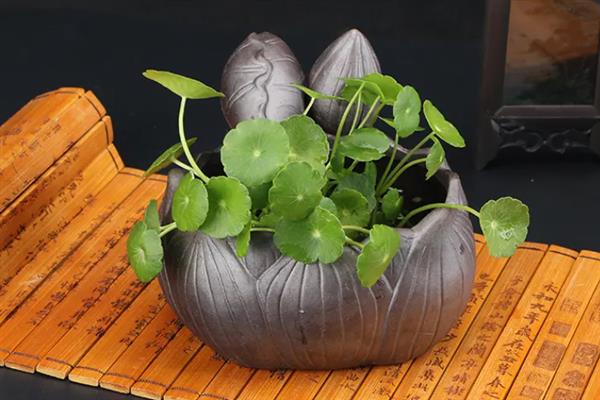 怎么土培铜钱草,土壤厚度只需在5厘米左右即可