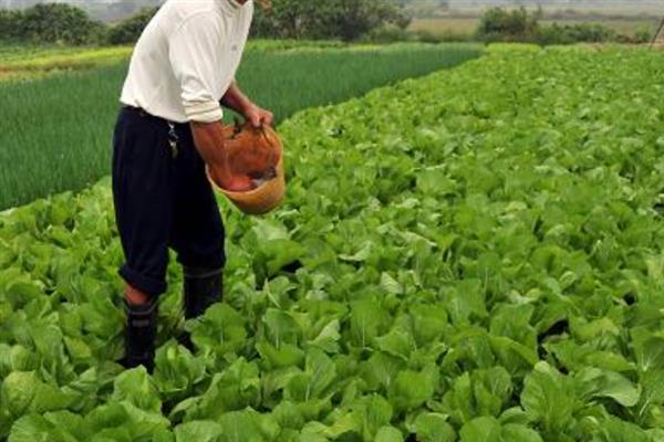 有哪些生根肥料，常见的有氮肥、磷肥等