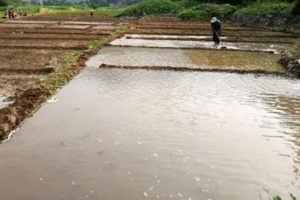 马蹄的种植技术，适宜生长在肥沃松软的土壤中