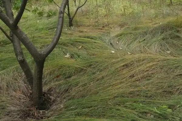 枯鲁杜鹃简介，是一种灌木植物