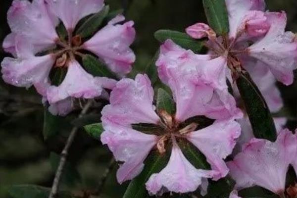 枯鲁杜鹃简介，是一种灌木植物