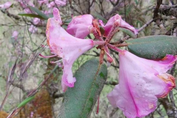枯鲁杜鹃简介，是一种灌木植物