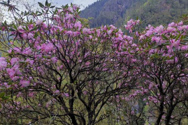 枯鲁杜鹃简介，是一种灌木植物