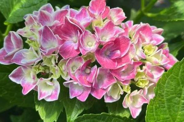 绣球花最经典的品种，常见以下9个品种