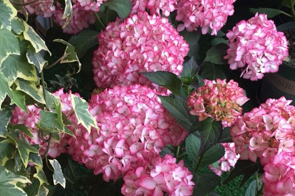 绣球花最经典的品种，常见以下9个品种