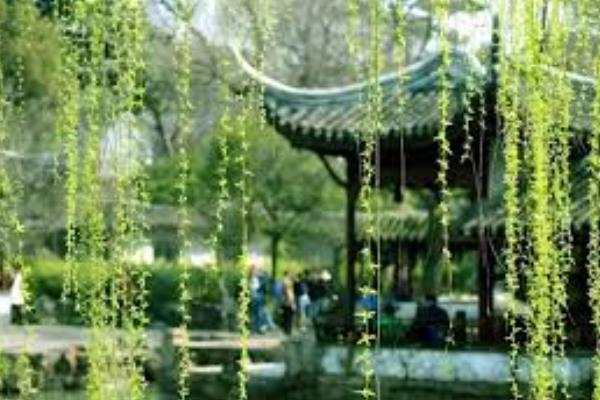 柳树是杨柳树吗，柳树是杨柳树