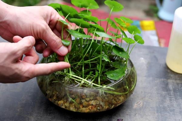 铜钱草怎么水培，要每隔10天给铜钱草换一次水