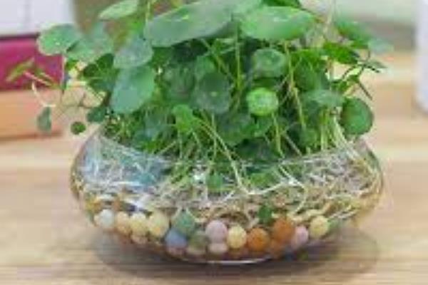 铜钱草怎么水培，要每隔10天给铜钱草换一次水